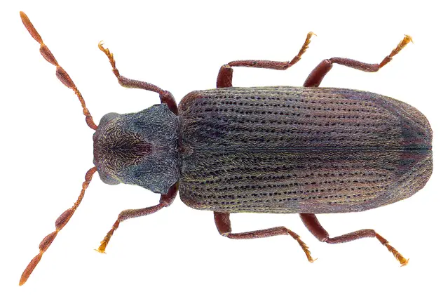 Common Furniture Beetle (Anobium punctatum)