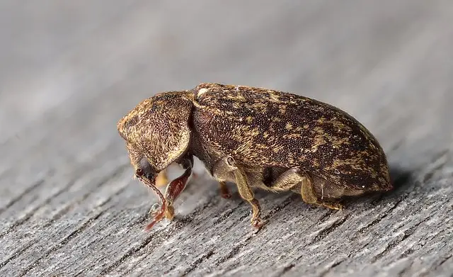 Deathwatch Beetle (Xestobium rufovillosum)