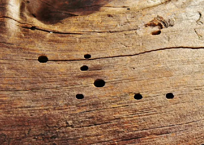 Holes in wood caused by Woodworm eating through the wood