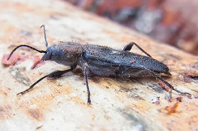 House Longhorn Beetle (Hylotrupes bajulus)