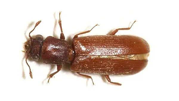 Powderpost Beetle (Lyctus brunneus)