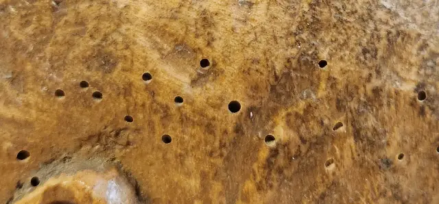 Small round holes in timber is sign of a woodworm infestation