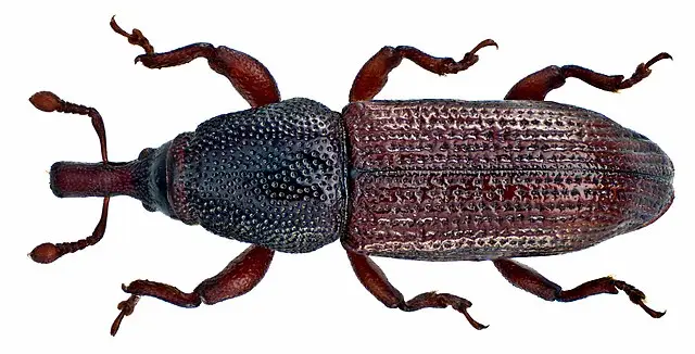 Woodboring Weevil Pentarthrum huttoni