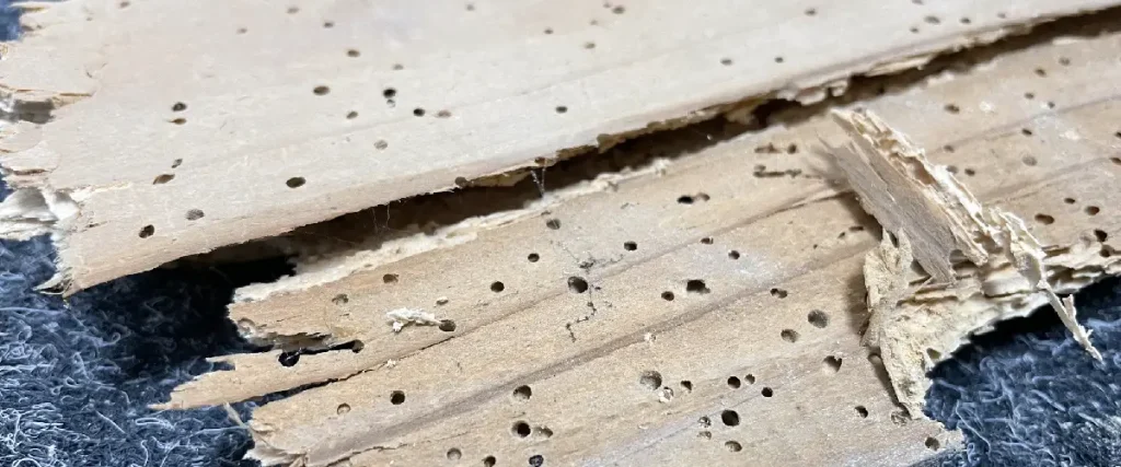 Typical damage caused by Woodworm