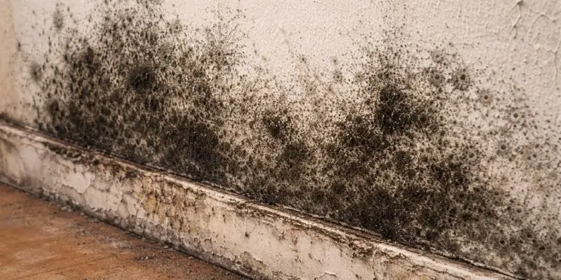 Black mould growing on a damp internal wall near skirting board